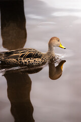Tranquil Duck Reflecting in the Still Waters of La Cocha, Nariño