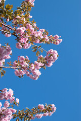 Springtime Blooming Tree with Pink Flowers Against a Clear Blue Sky