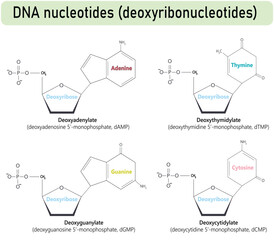 DNA nucleotides molecules showing dAMP, dGMP, dCMP, and dTMP Showing Phosphate Group, Deoxyribose Sugar, and Nitrogenous Bases. Medical Infographic Vector Illustration