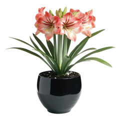 Elegant Amaryllis In A Sleek Black Pot. Perfect For Home Decor, Adding A Touch Of Nature.