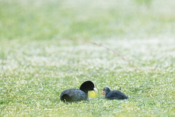A nurturing mother duck is seen providing her playful chicks with food in a lush green setting. The...