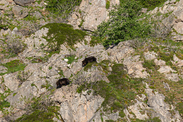 Several sightings of the brown bear, with moments of heat, copulation, fights and escapes!