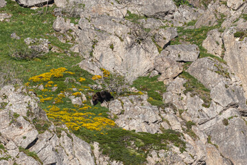 Several sightings of the brown bear, with moments of heat, copulation, fights and escapes!