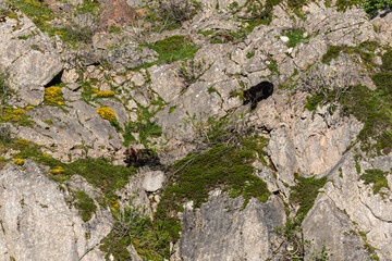 Several sightings of the brown bear, with moments of heat, copulation, fights and escapes!