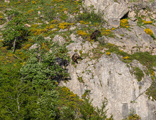 Several sightings of the brown bear, with moments of heat, copulation, fights and escapes!