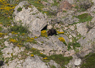 Several sightings of the brown bear, with moments of heat, copulation, fights and escapes!