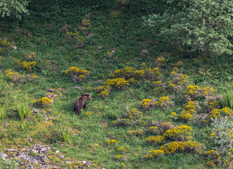 Several sightings of the brown bear, with moments of heat, copulation, fights and escapes!