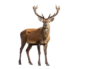 Hirsch isoliert auf weißem Hintergrund