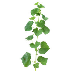Isolated Grape Vine Branch On White. Fresh Green Leaves For Seasonal Designs. Botanical Element For Ecological Themes.