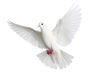 Weiß fliegende Taube isoliert auf weißen Hintergrund