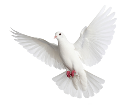 Weiß fliegende Taube isoliert auf weißen Hintergrund