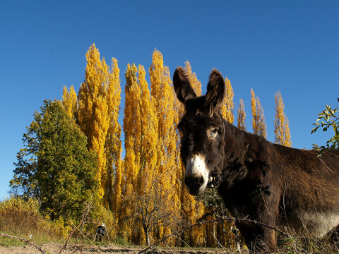 Burro