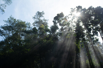 Sunlight filtering through the forest canopy on a bright day