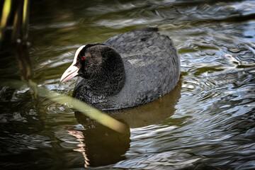 black swan swimming in the water