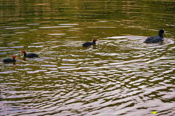 duck in the water