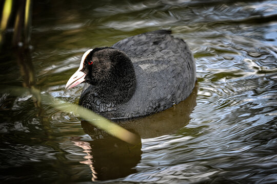 black swan swimming in the water