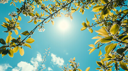 Obraz premium spring tree with blue sky