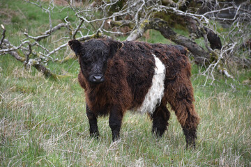 Brown and White Belted Galloway Calf in a Hay Field