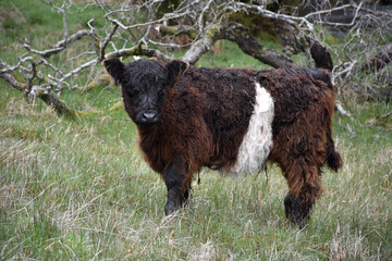 Sweet Belted Galloway Calf in a Hay Field