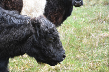 Galloway Cow with his Tongue Sticking Out