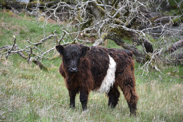 Baby Belted Galloway Calf in Tall Grasses