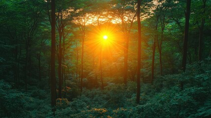 Obraz premium Sunbeams pierce a verdant forest at sunset