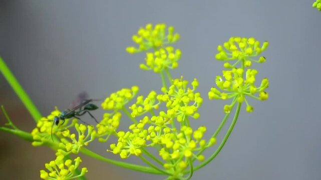 Noise Video about Thyreus decorus Flying on Beautiful Foeniculum Vulgare Flowers