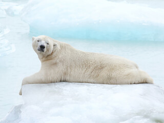 Polar bear lying on ice floe on blurred background