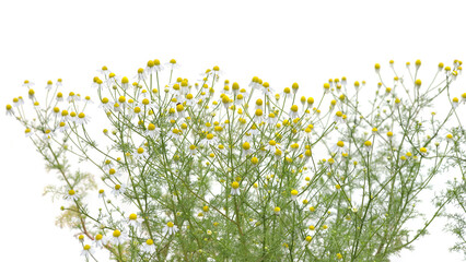Herb flowers Chamomile isolated on white background. Growing blooming flowers Matricaria chamomilla.