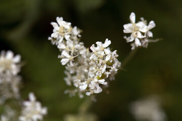 Inflorescence of a garden myrrh, Myrrhis odorata