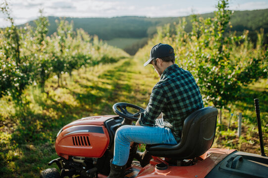Fototapeta Farmer mowing between fruit trees in his orchard.