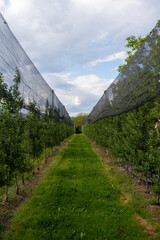 Modern apple orchard