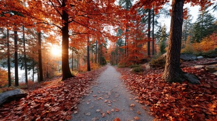 Vibrant autumn colors fill the forest as sunlight filters through the trees. A serene path lined with fallen leaves invites peaceful exploration during sunset.