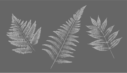 Fern botanical illustration sketch drawing on neutral gray for decorative print or natural background. Floral motif for card or invitation design.