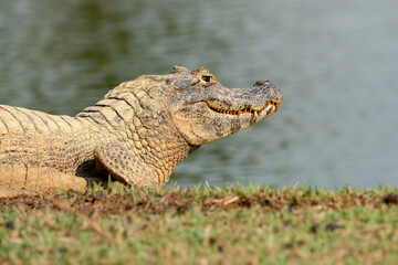 Yacare Caiman at the Water’s Edge in Brazil’s Pantanal Wetlands