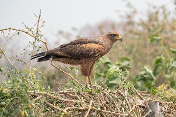 Savana Hawk (Buteogallus meridionalis)  in the Pantanal wetlands of Mato Grosso, Brazil. 