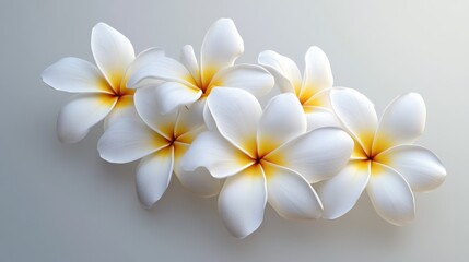 Fototapeta premium Elegant plumeria flower bouquet illustration