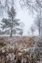Nebliger Wintertag im Wurzacher Ried