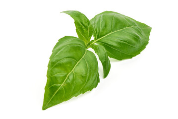 Fresh basil leaf, isolated on white background.