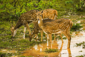 Spotted deers family from wilpattu, in rainy season, srilanka.