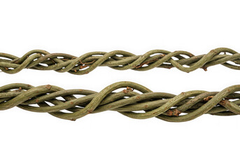 Intertwined vine branches isolated on transparent background