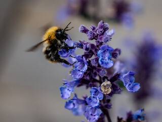 Bumblebee Pollinating Purple Catmint Flowers