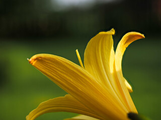 Yellow Lily Petals Backlit in Evening Sun