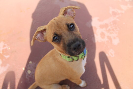 rescued dog with puppy eyes
