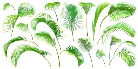 The green branches of the palm tree isolated on a white background. Desert and tropical houseplants. 
