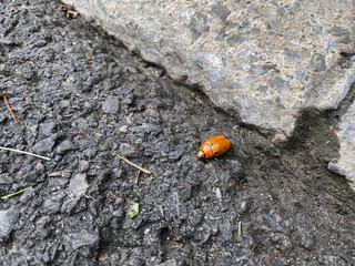 Grapevine Beetle Takes A Walk