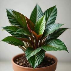  Calathea in a pot, close-up, professional photo, stock photo