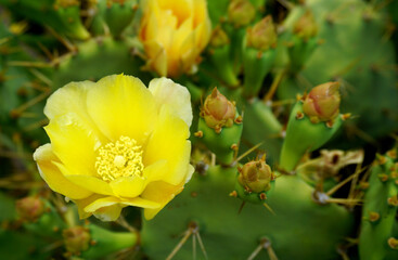 Yellow Opuntia stricta cactus flowers.Blooming Prickly Pear plant in Tenerife,Canary Islands,
Spain.Tropical succulent plants concept for design.Selective focus.