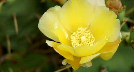 Yellow Opuntia stricta cactus flower.Blooming Prickly Pear plant in Tenerife,Canary Islands,Spain.Tropical succulent plants concept for design.Selective focus.