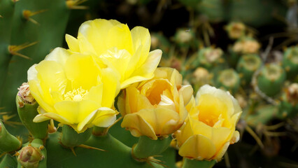 Yellow Opuntia stricta cactus flowers.Blooming Prickly Pear plant in Tenerife,Canary Islands,
Spain.Tropical succulent plants concept for design.Selective focus.